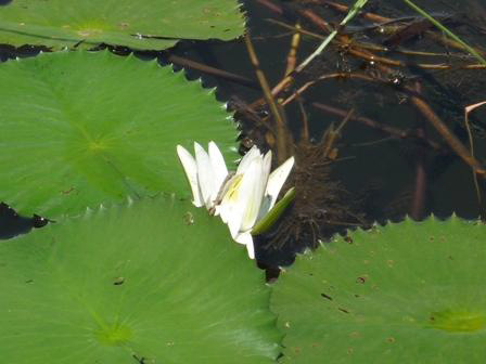 Nymphaea lotus Nymphaea lotus