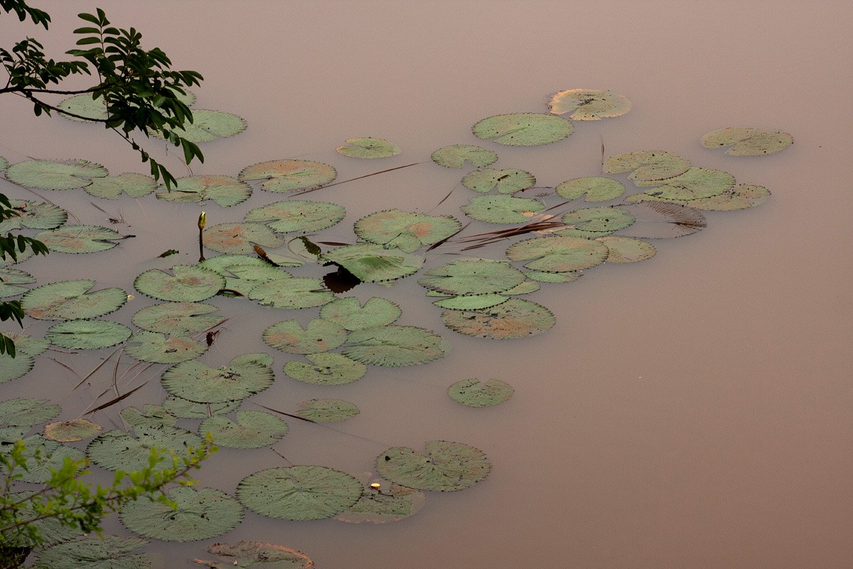 Nymphaea lotus Nymphaea lotus