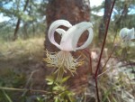 Clematis welwitschii