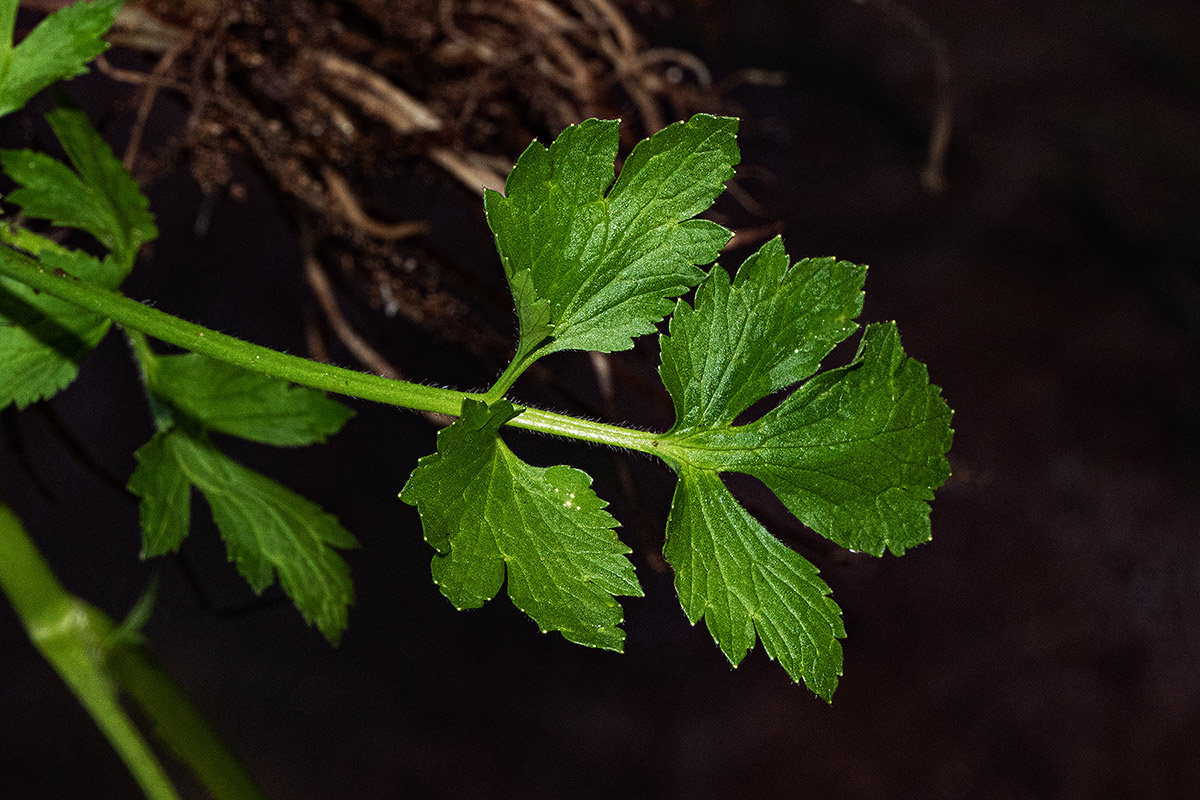 Ranunculus multifidus Ranunculus multifidus
