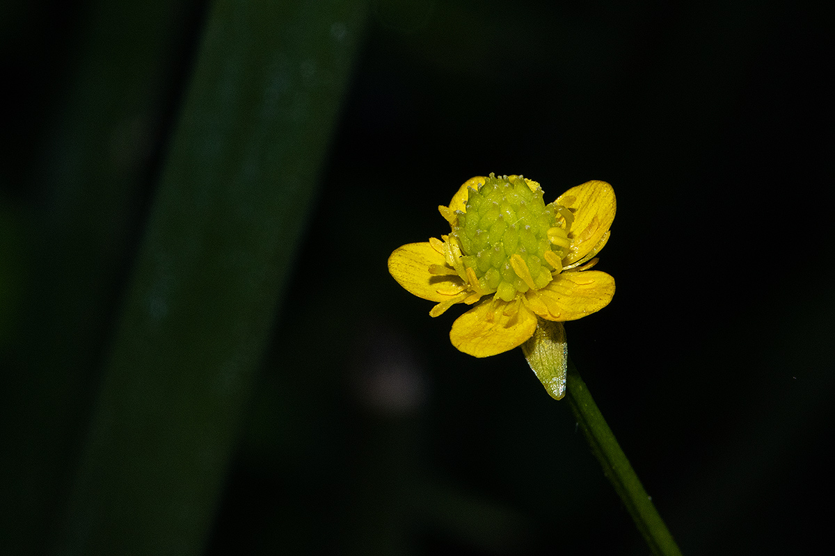 Ranunculus multifidus Ranunculus multifidus