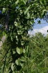 Cissampelos mucronata