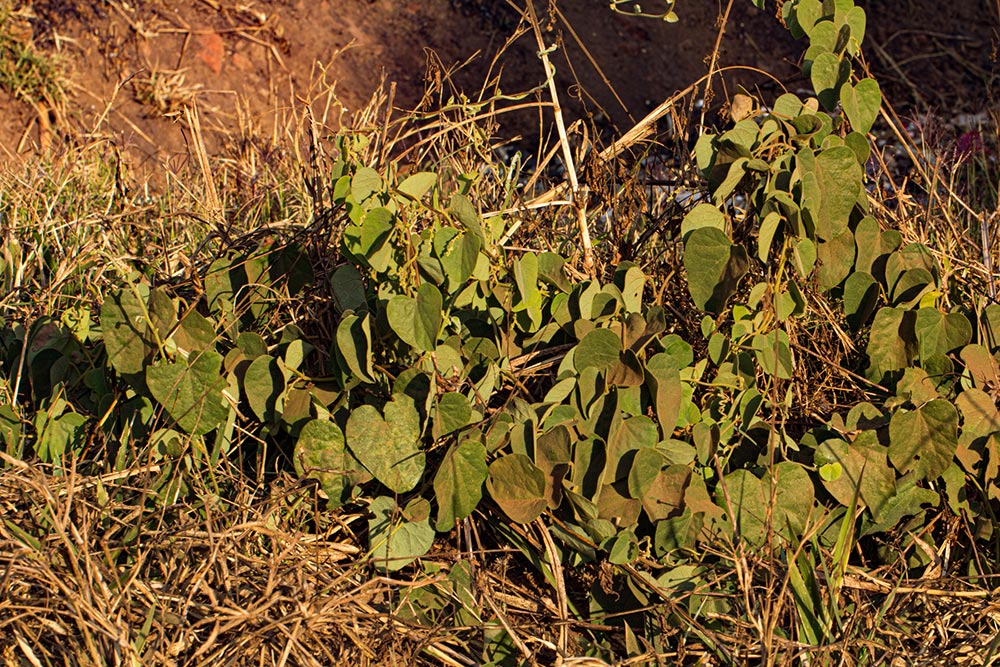 Cissampelos mucronata Cissampelos mucronata
