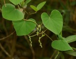 Cissampelos mucronata
