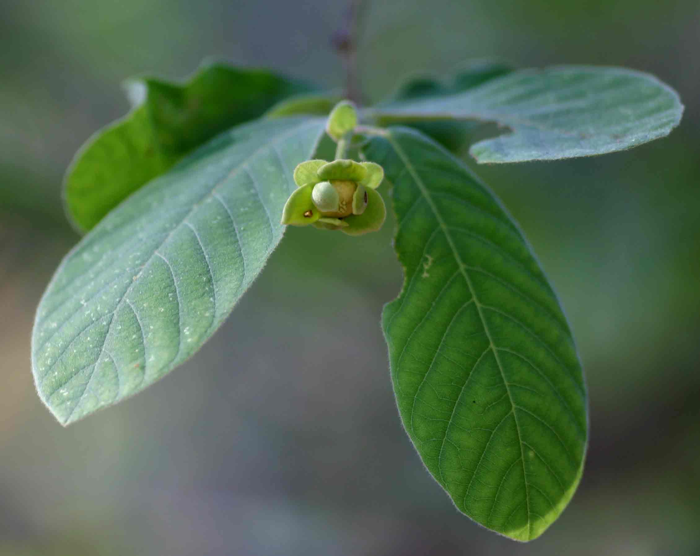 Friesodielsia obovata Friesodielsia obovata
