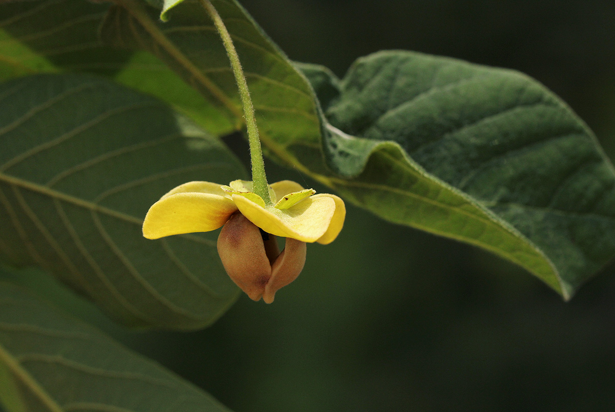 Friesodielsia obovata Friesodielsia obovata