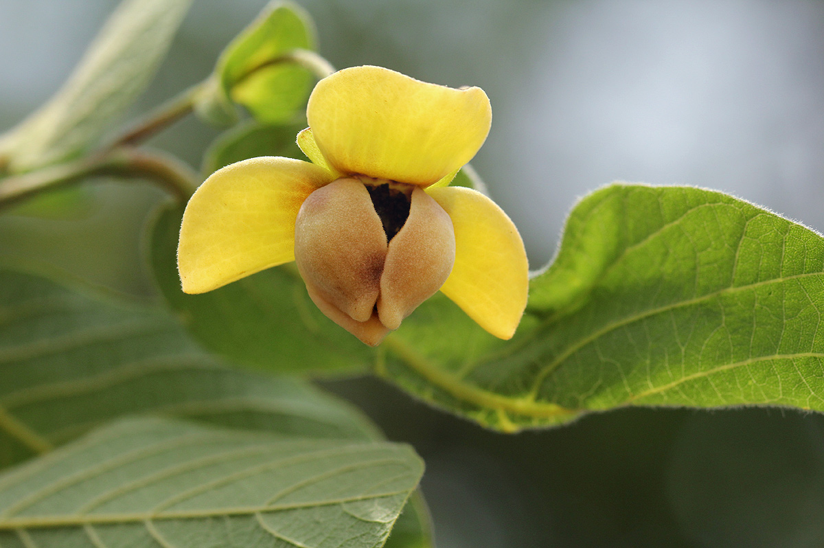 Friesodielsia obovata Friesodielsia obovata