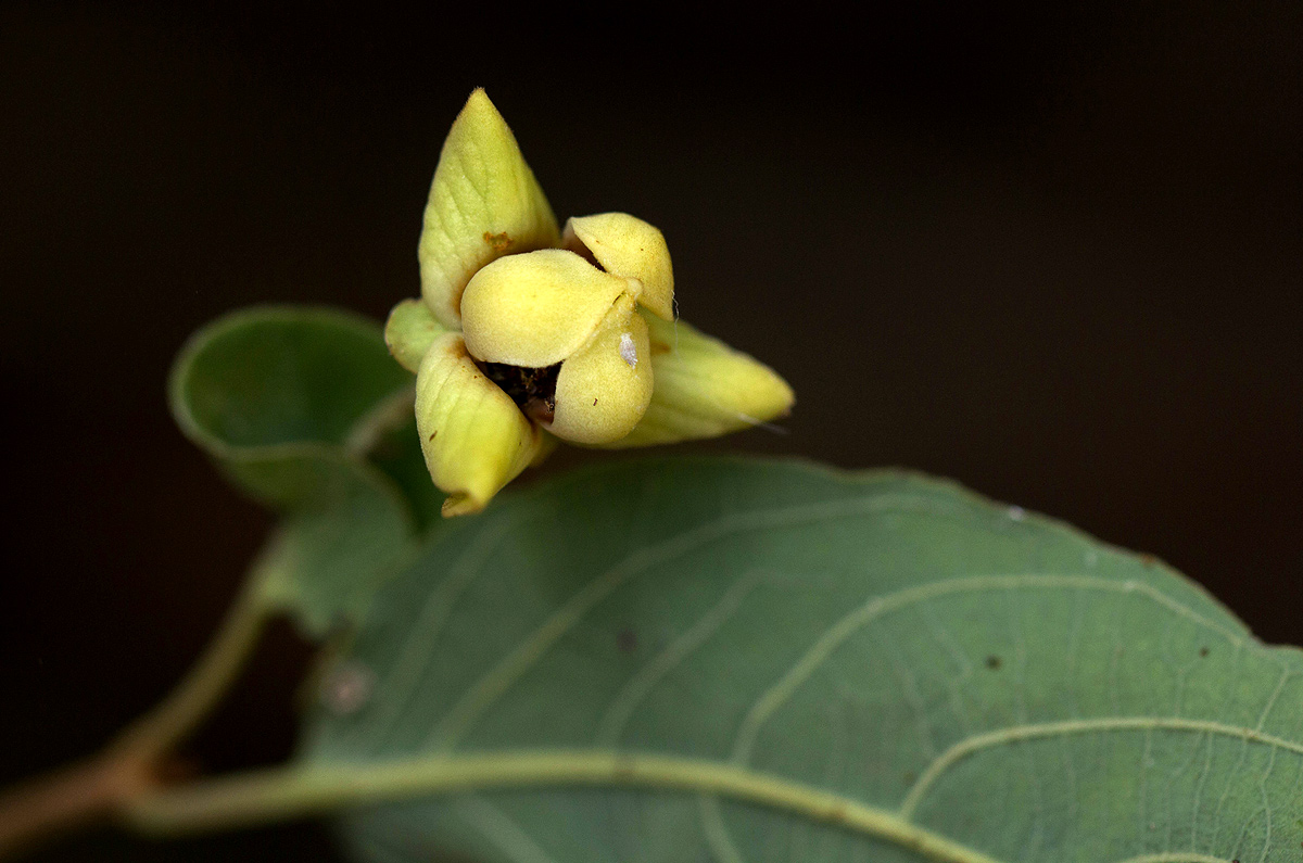 Friesodielsia obovata Friesodielsia obovata