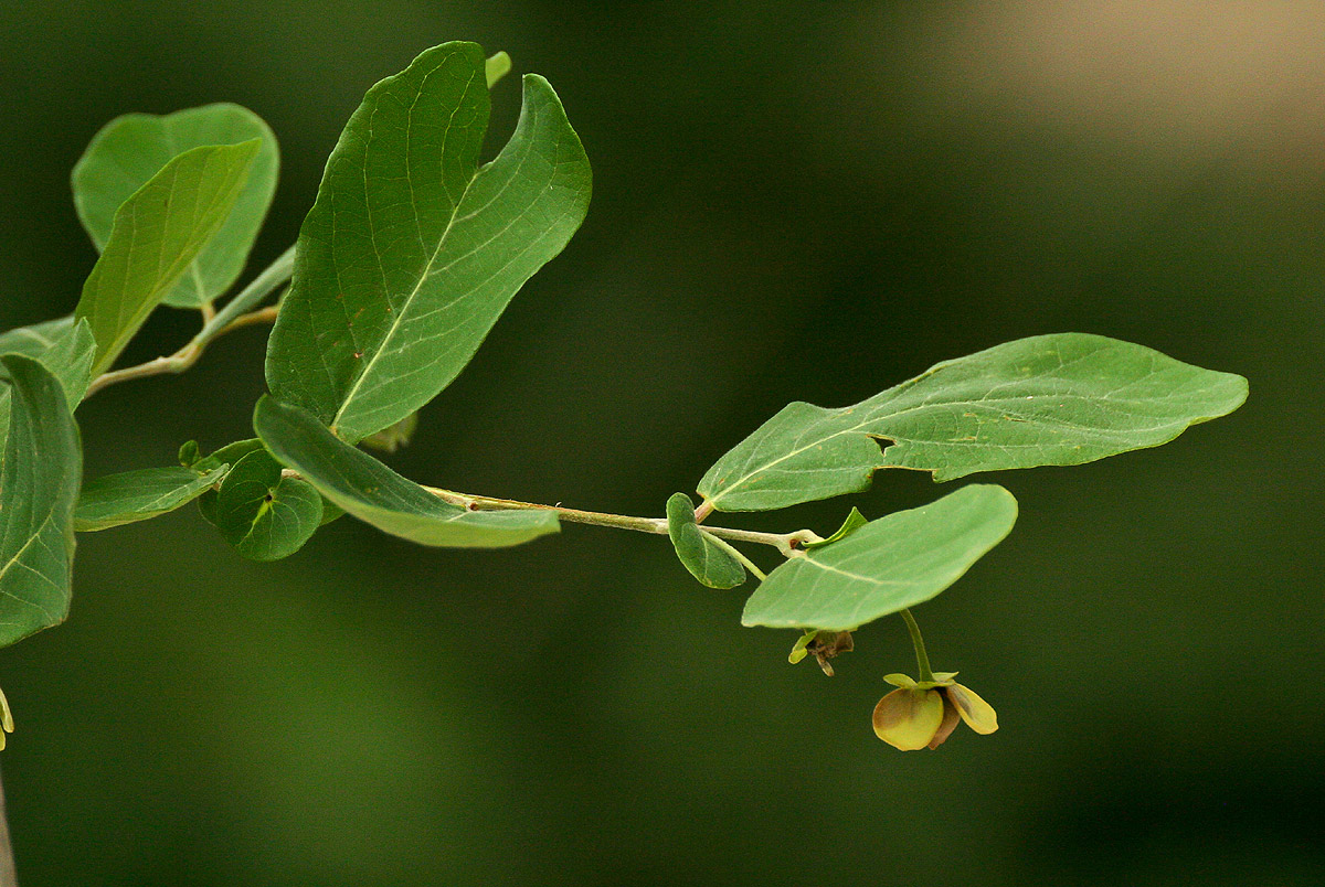 Friesodielsia obovata Friesodielsia obovata