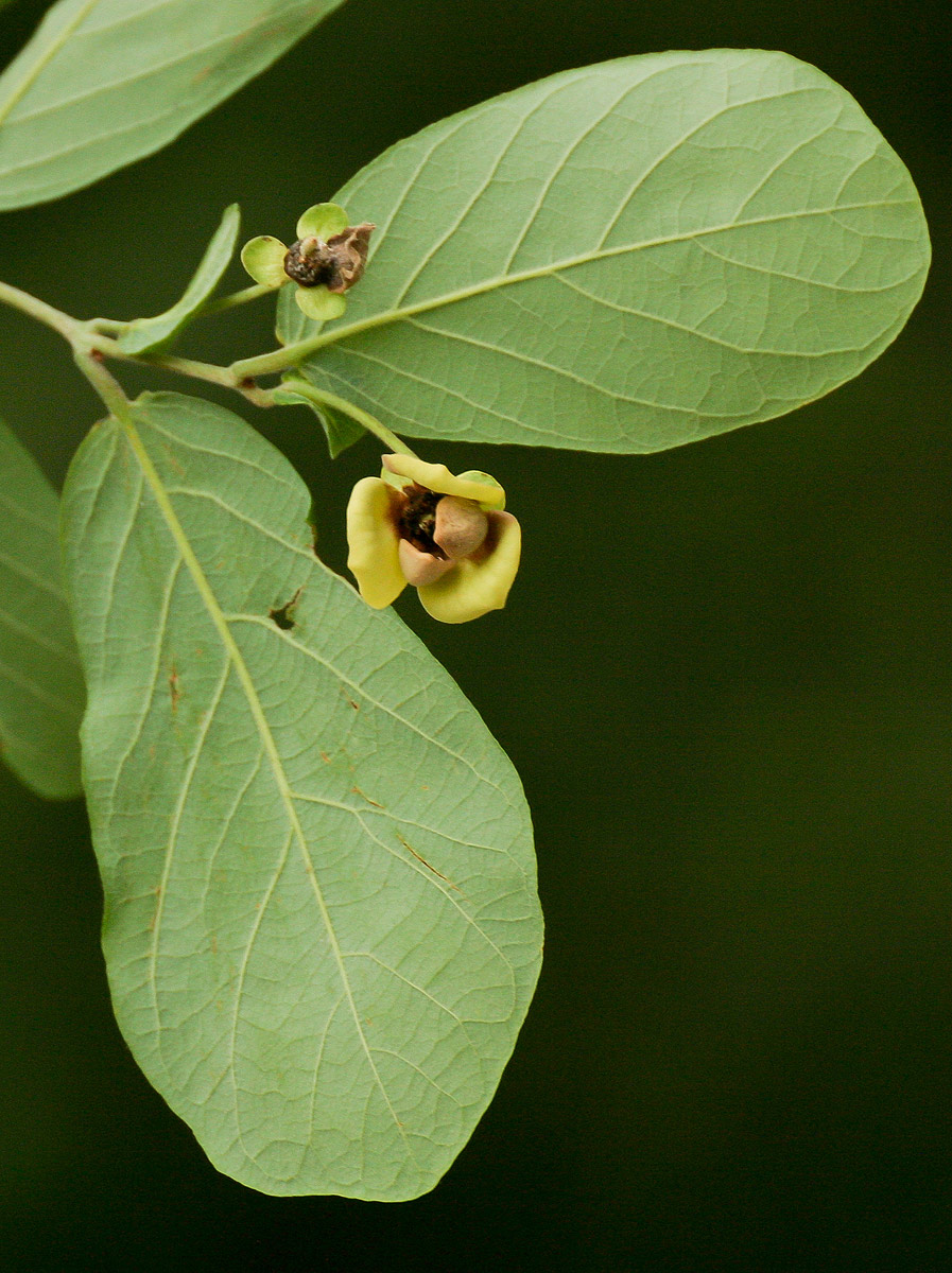 Friesodielsia obovata Friesodielsia obovata