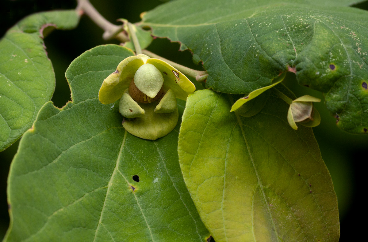 Friesodielsia obovata Friesodielsia obovata