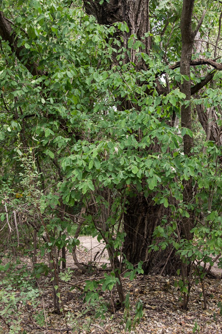 Friesodielsia obovata Friesodielsia obovata