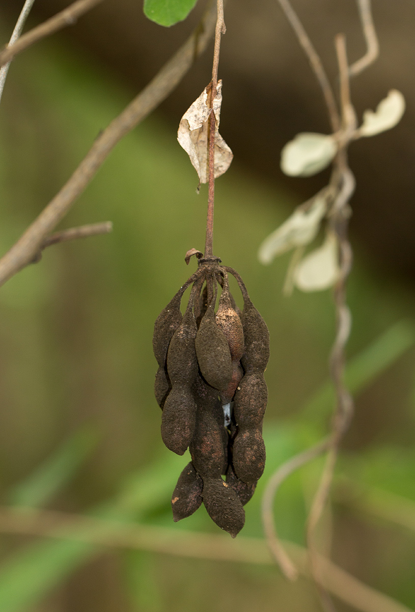 Friesodielsia obovata Friesodielsia obovata