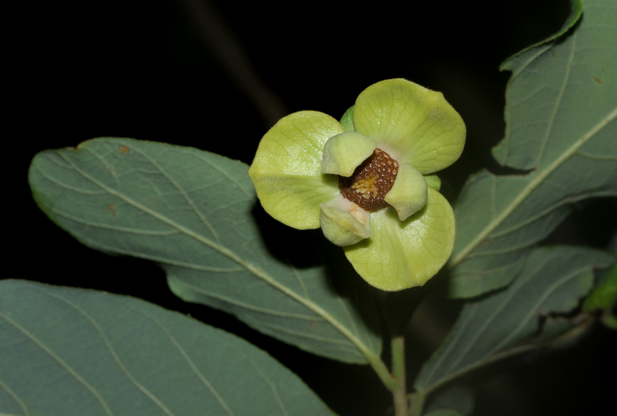 Friesodielsia obovata Friesodielsia obovata