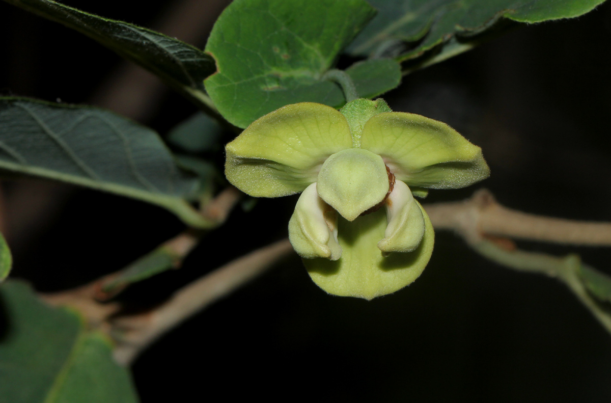 Friesodielsia obovata Friesodielsia obovata