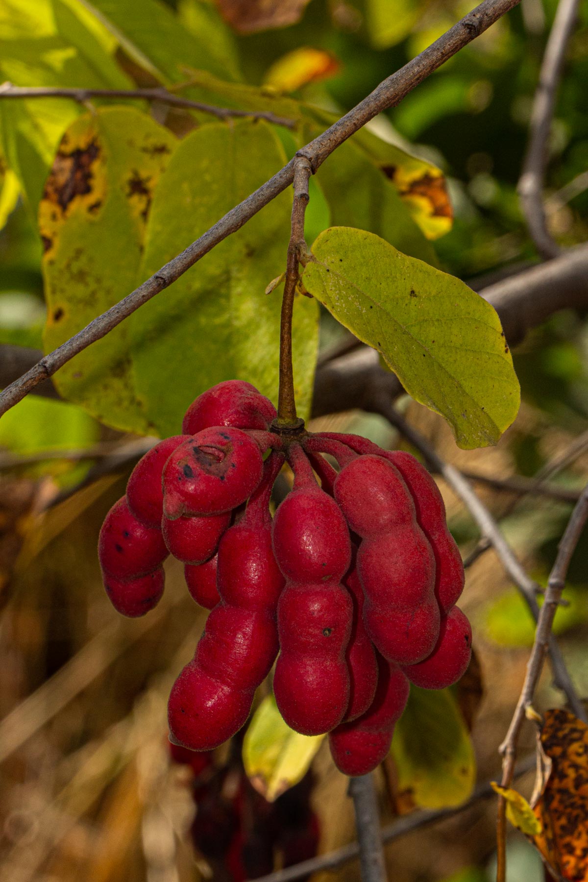 Friesodielsia obovata Friesodielsia obovata