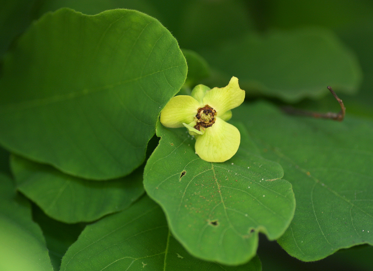 Friesodielsia obovata Friesodielsia obovata