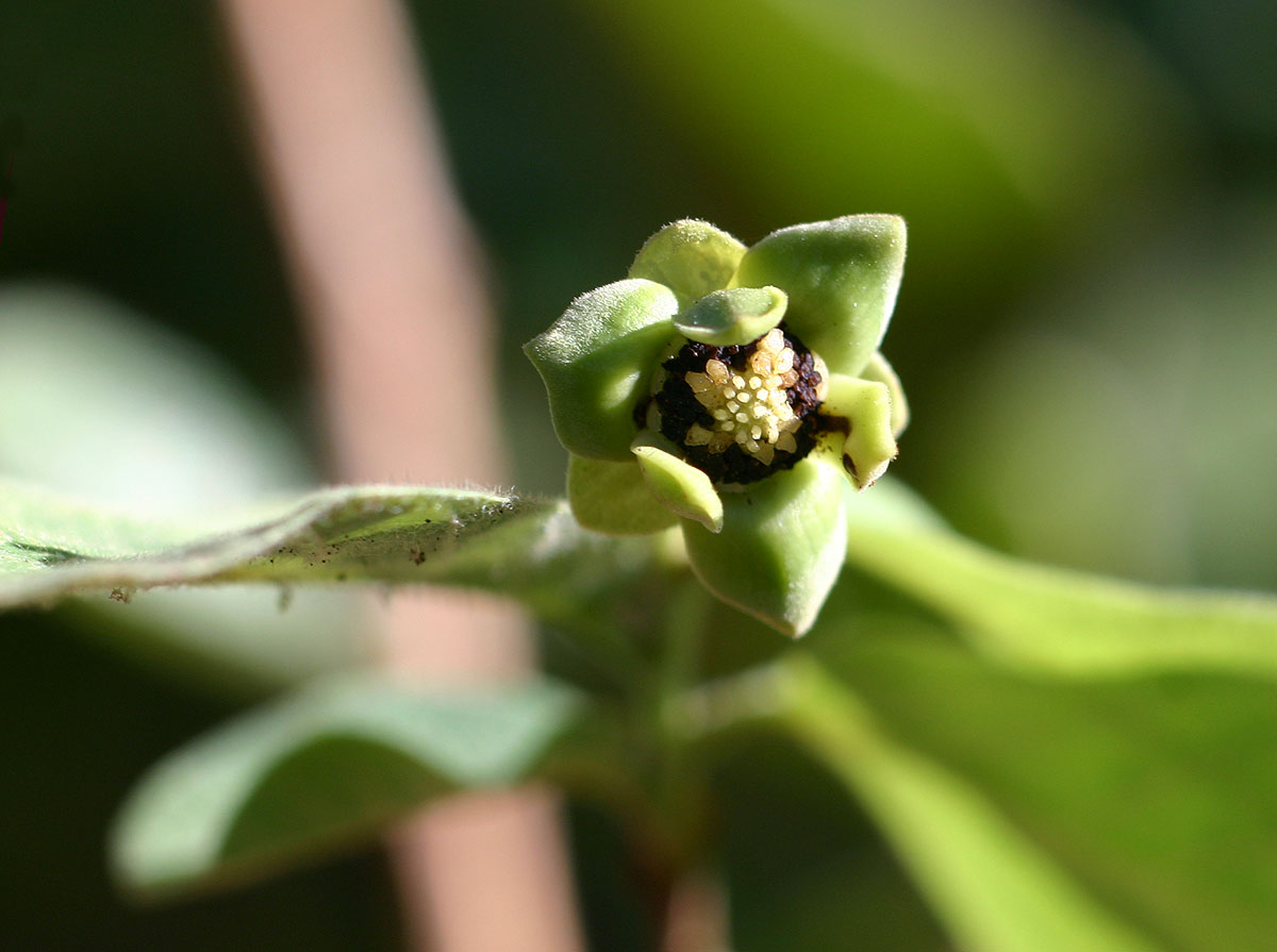 Friesodielsia obovata Friesodielsia obovata