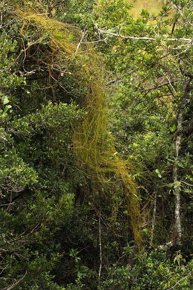 Cassytha filiformis Cassytha filiformis