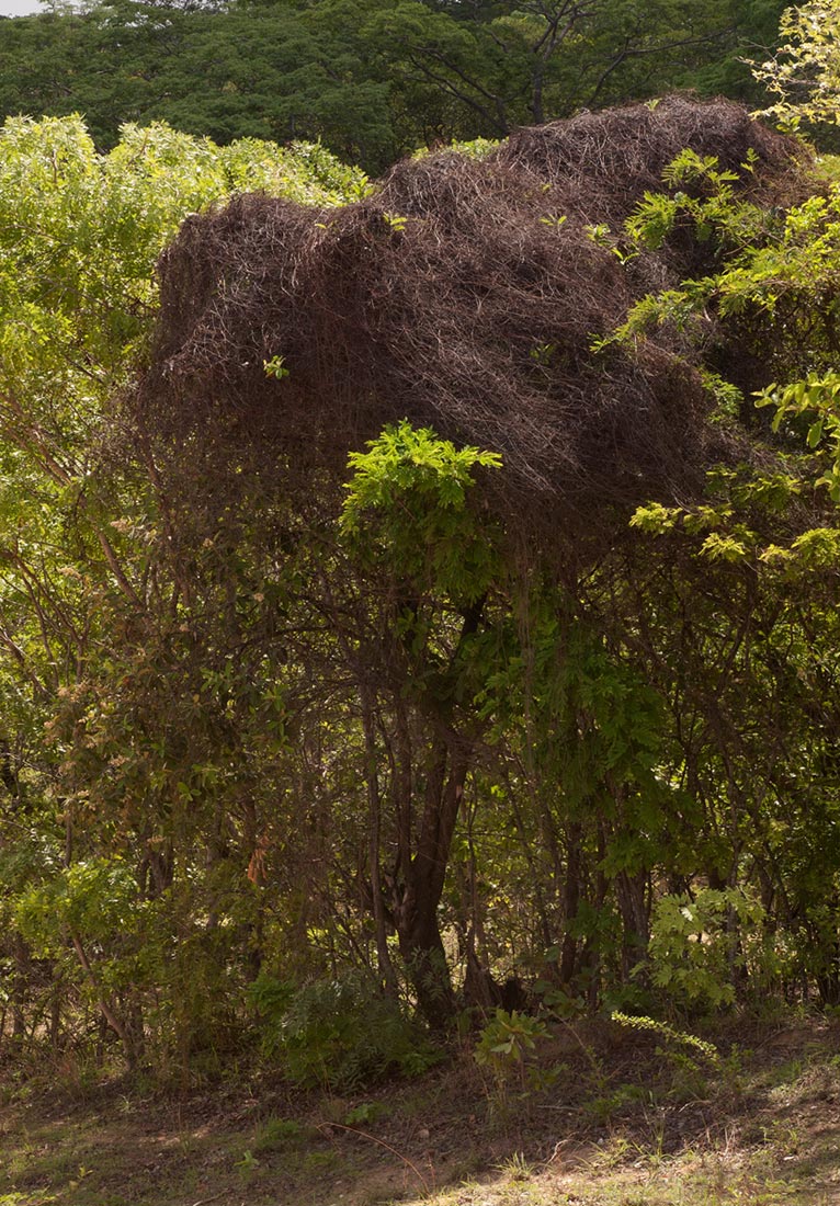 Cassytha filiformis Cassytha filiformis