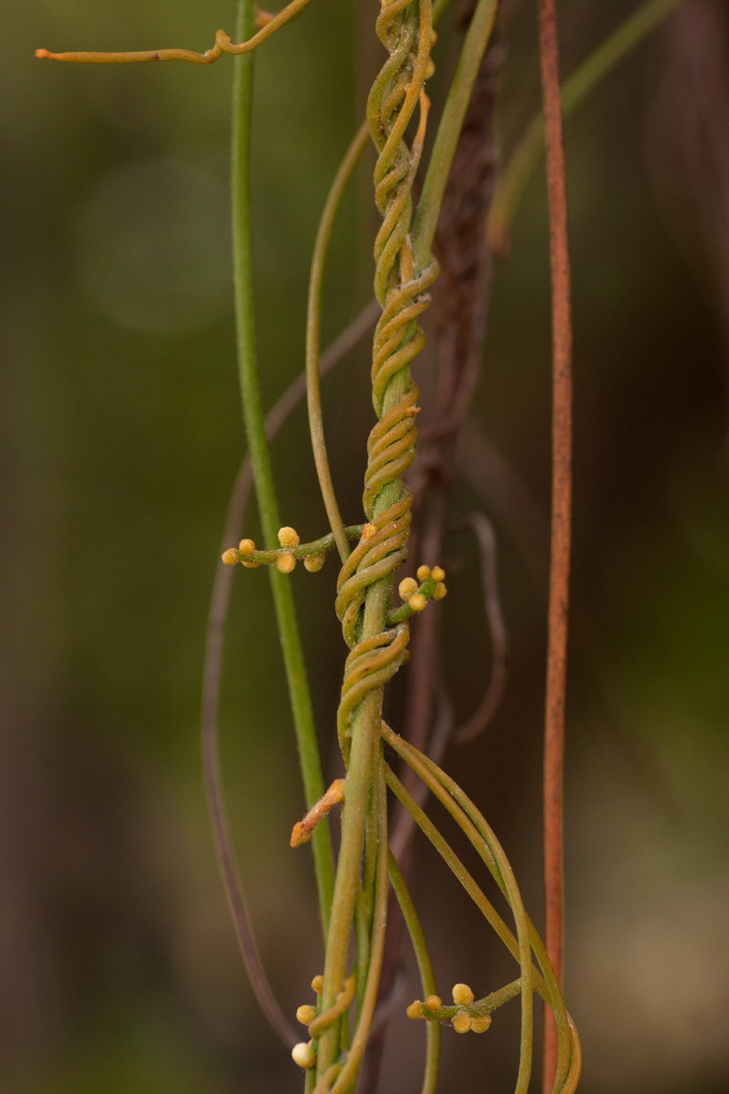 Cassytha filiformis Cassytha filiformis