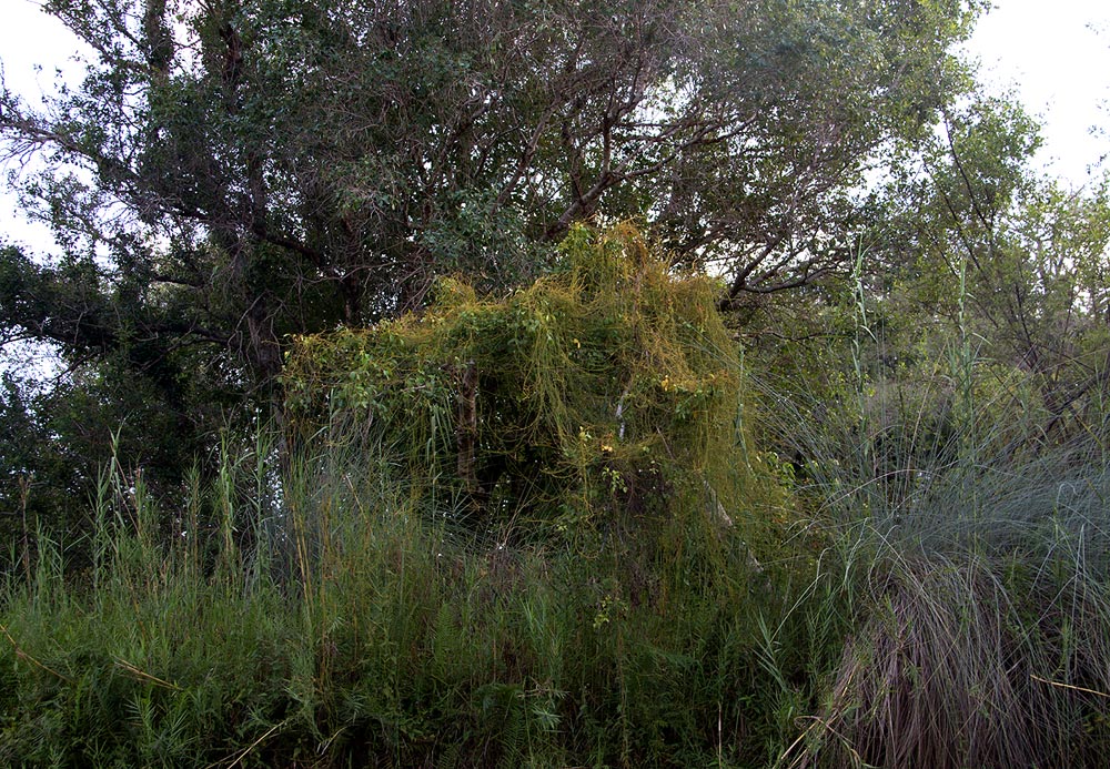 Cassytha filiformis Cassytha filiformis