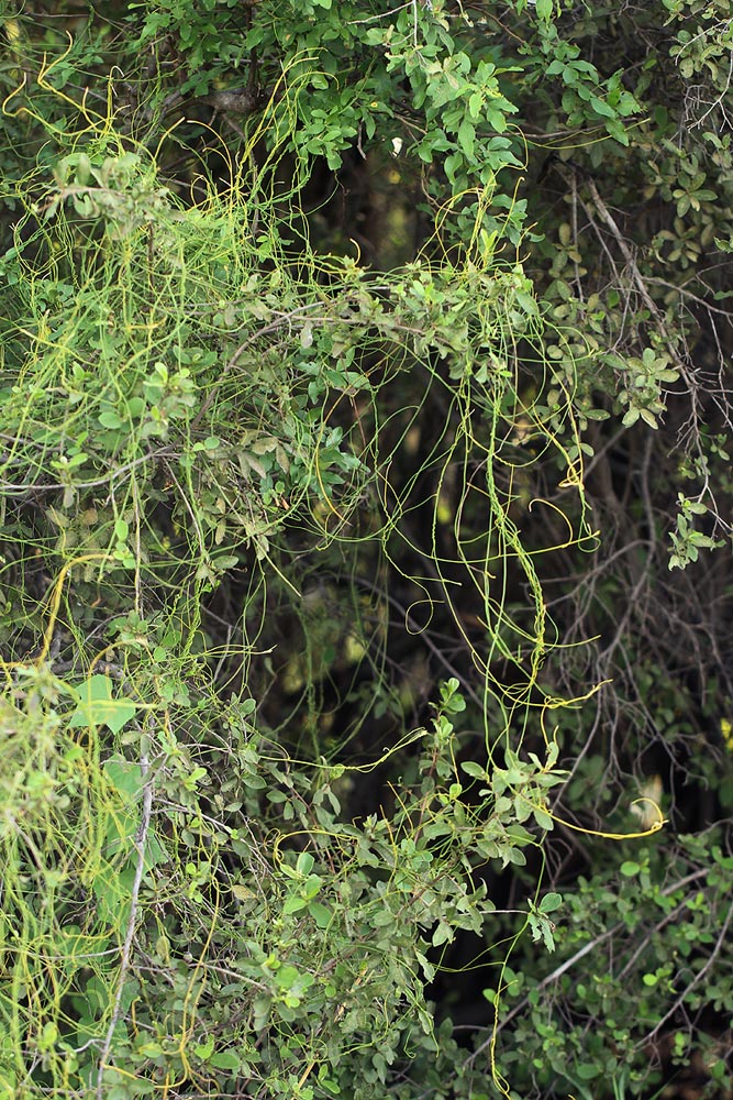 Cassytha filiformis Cassytha filiformis