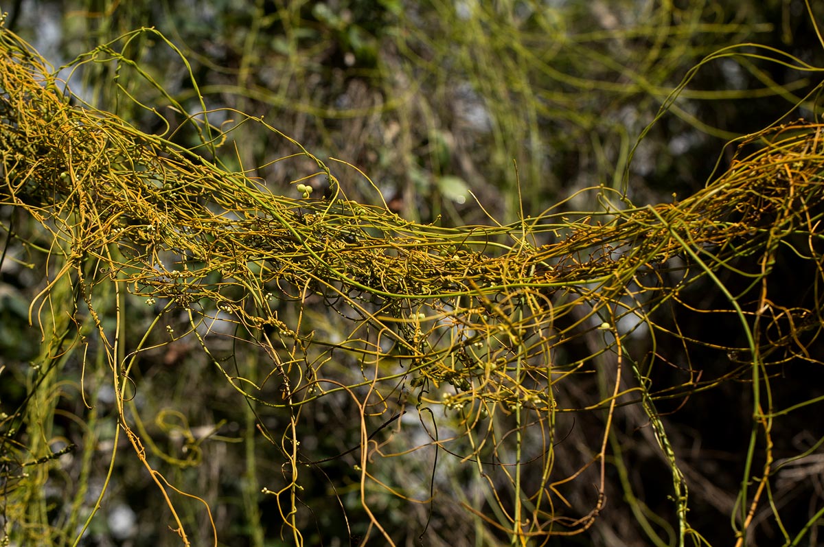 Cassytha filiformis Cassytha filiformis