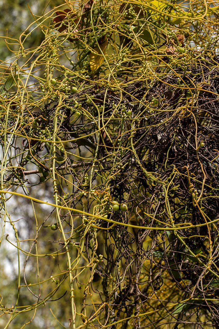 Cassytha filiformis Cassytha filiformis