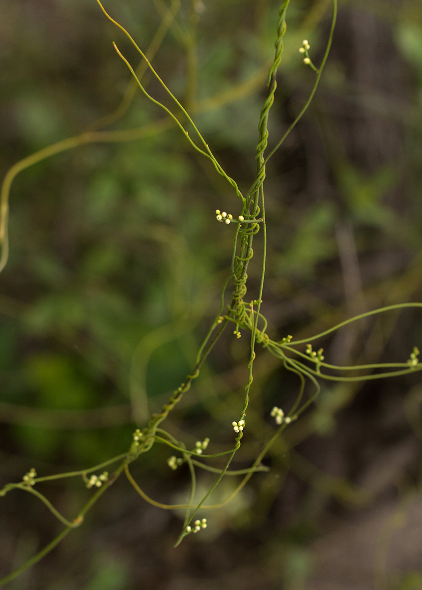 Cassytha filiformis Cassytha filiformis