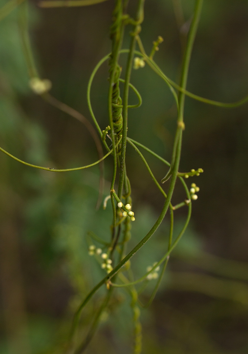 Cassytha filiformis Cassytha filiformis