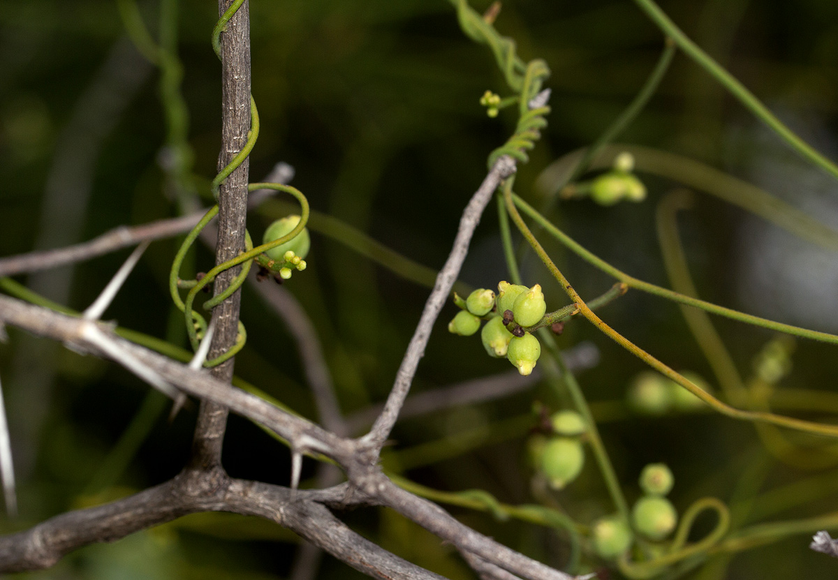 Cassytha filiformis Cassytha filiformis