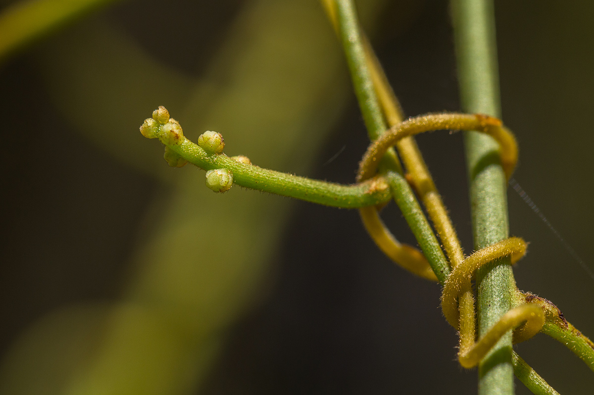 Cassytha filiformis Cassytha filiformis