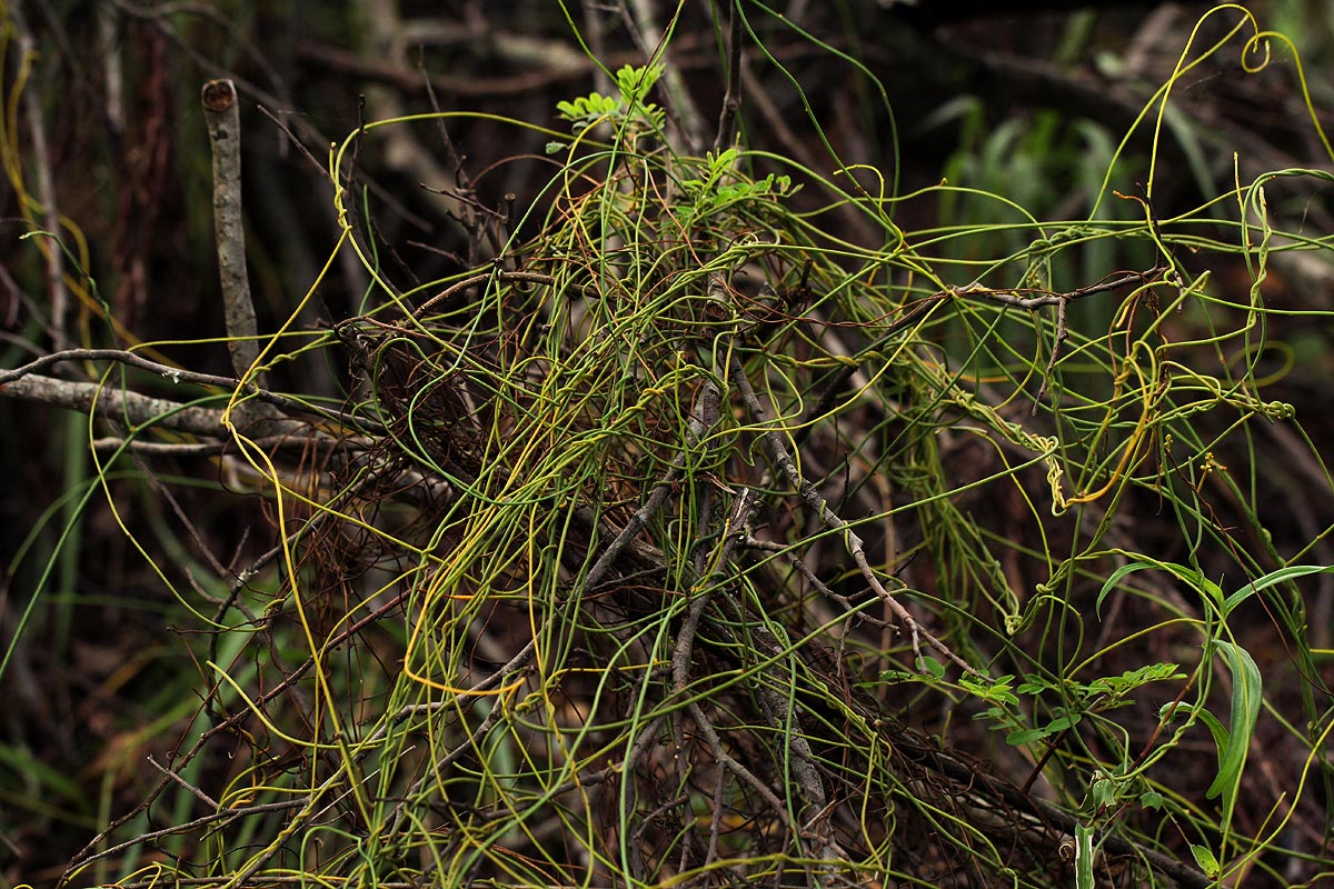 Cassytha filiformis Cassytha filiformis