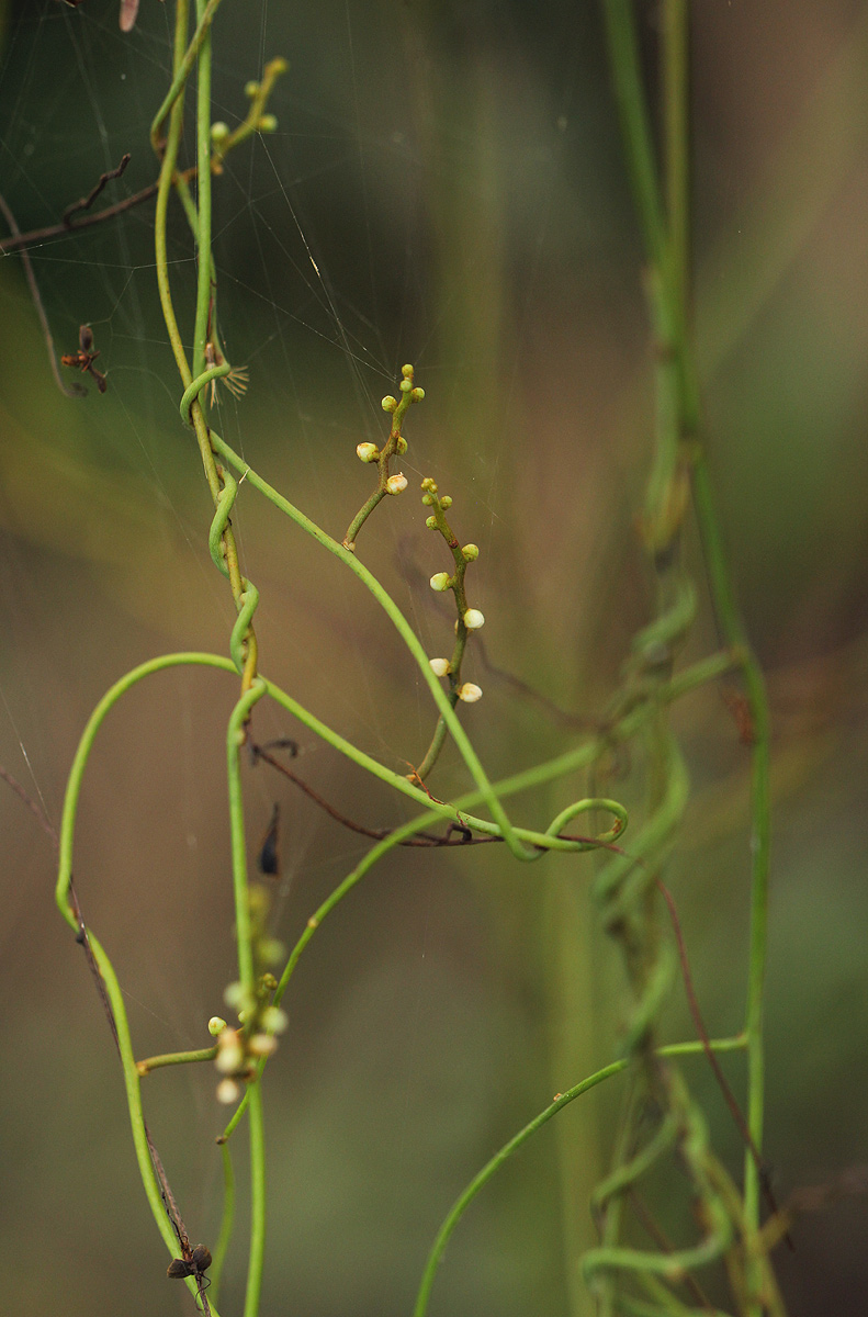 Cassytha filiformis Cassytha filiformis