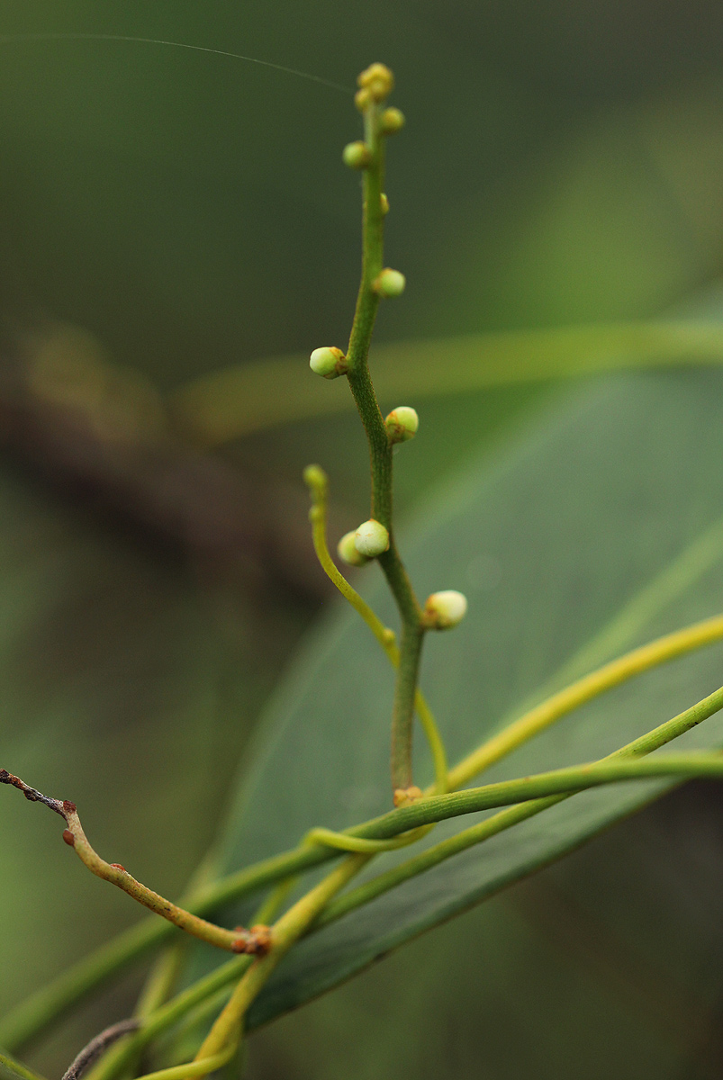 Cassytha filiformis Cassytha filiformis