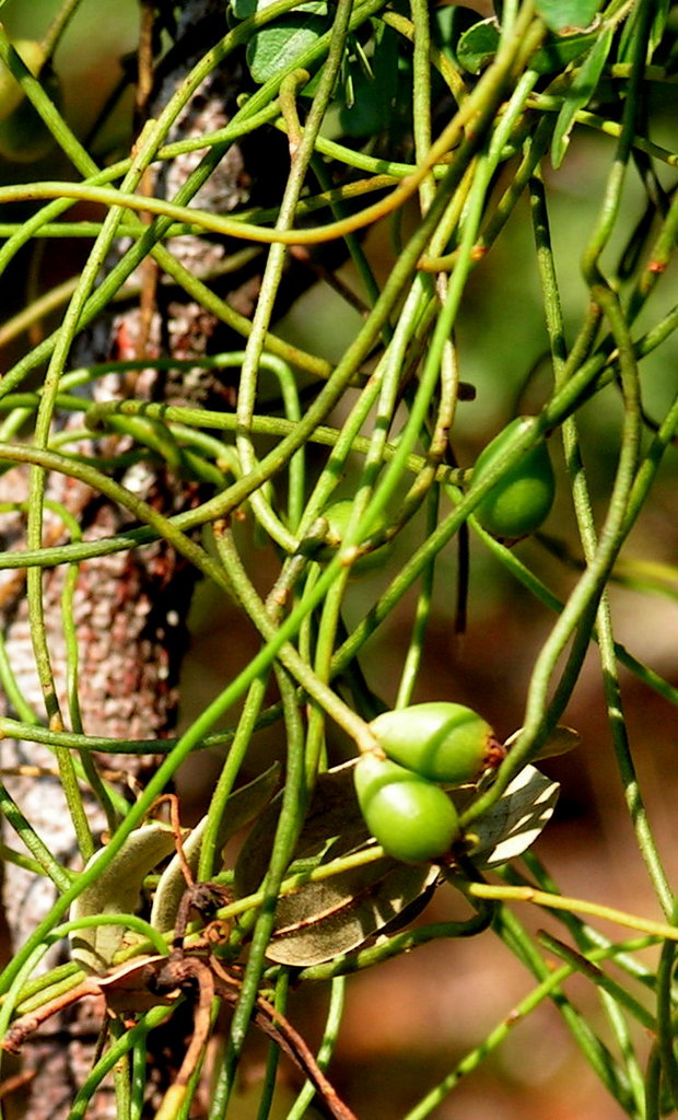 Cassytha filiformis Cassytha filiformis