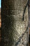 Gyrocarpus americanus subsp. africanus