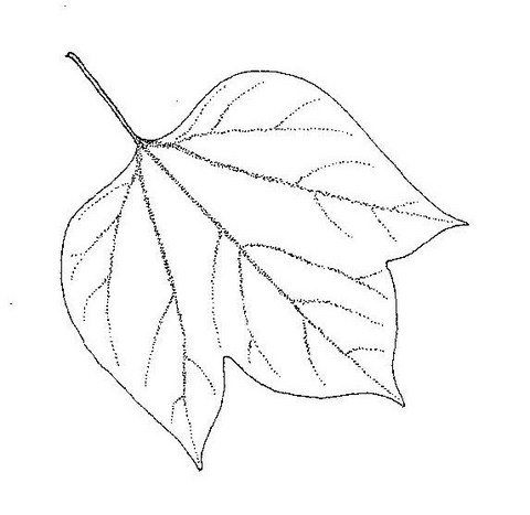 Gyrocarpus americanus subsp. africanus Gyrocarpus americanus subsp. africanus