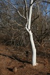Gyrocarpus americanus subsp. africanus