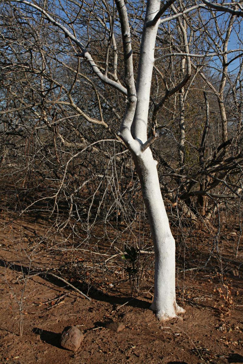 Gyrocarpus americanus subsp. africanus Gyrocarpus americanus subsp. africanus