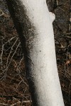 Gyrocarpus americanus subsp. africanus