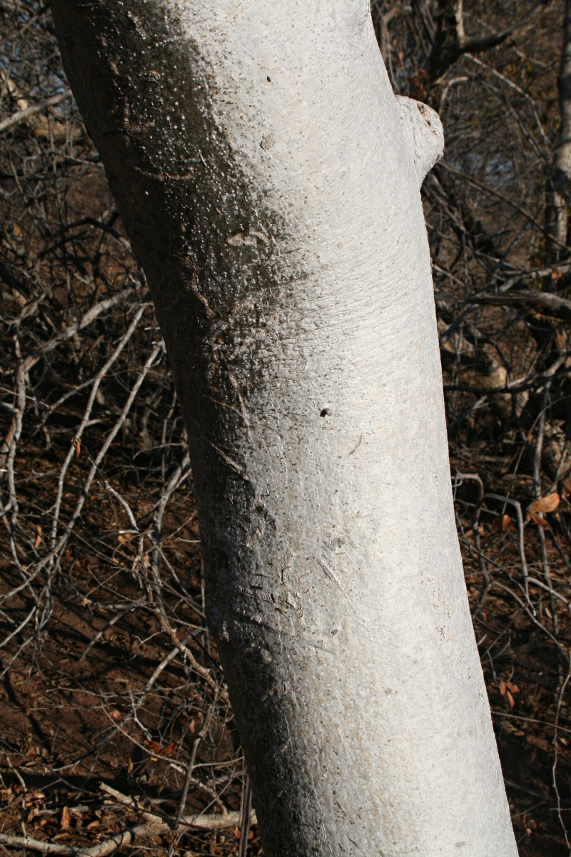 Gyrocarpus americanus subsp. africanus Gyrocarpus americanus subsp. africanus