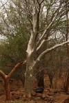 Gyrocarpus americanus subsp. africanus