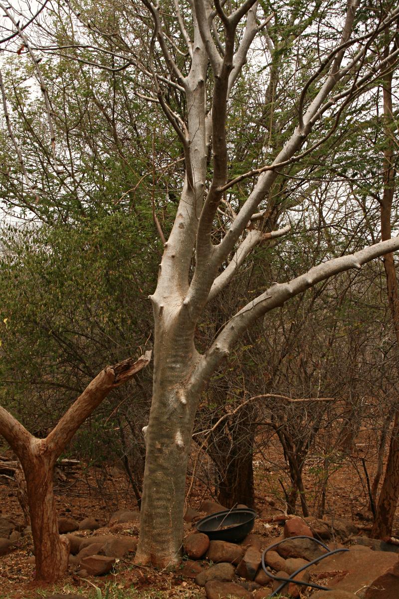 Gyrocarpus americanus subsp. africanus Gyrocarpus americanus subsp. africanus