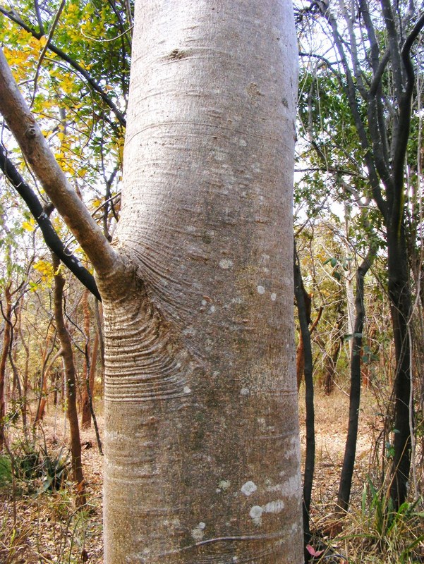 Gyrocarpus americanus subsp. africanus Gyrocarpus americanus subsp. africanus