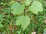 Gyrocarpus americanus subsp. africanus