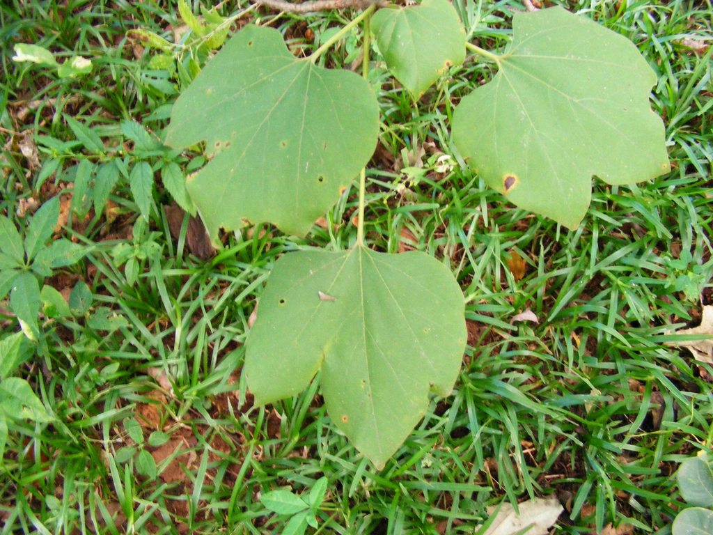 Gyrocarpus americanus subsp. africanus Gyrocarpus americanus subsp. africanus