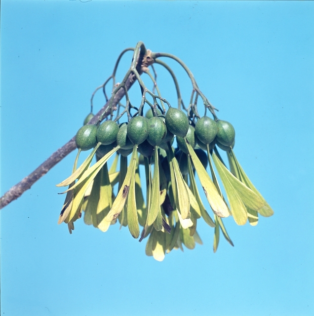 Gyrocarpus americanus subsp. africanus Gyrocarpus americanus subsp. africanus