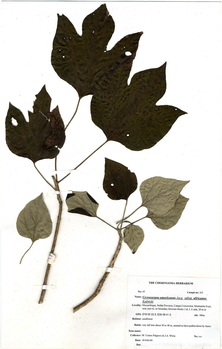 Gyrocarpus americanus subsp. africanus Gyrocarpus americanus subsp. africanus
